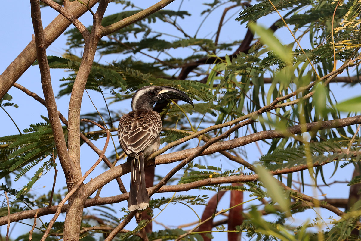 African Grey Hornbill